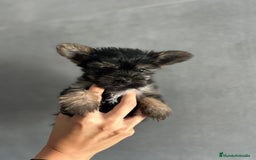 Yorkshire Terrier perros en venta: yorkshire  - Imagen 5
