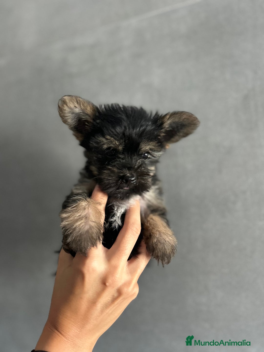 Yorkshire Terrier perros en venta: yorkshire  - Imagen 5