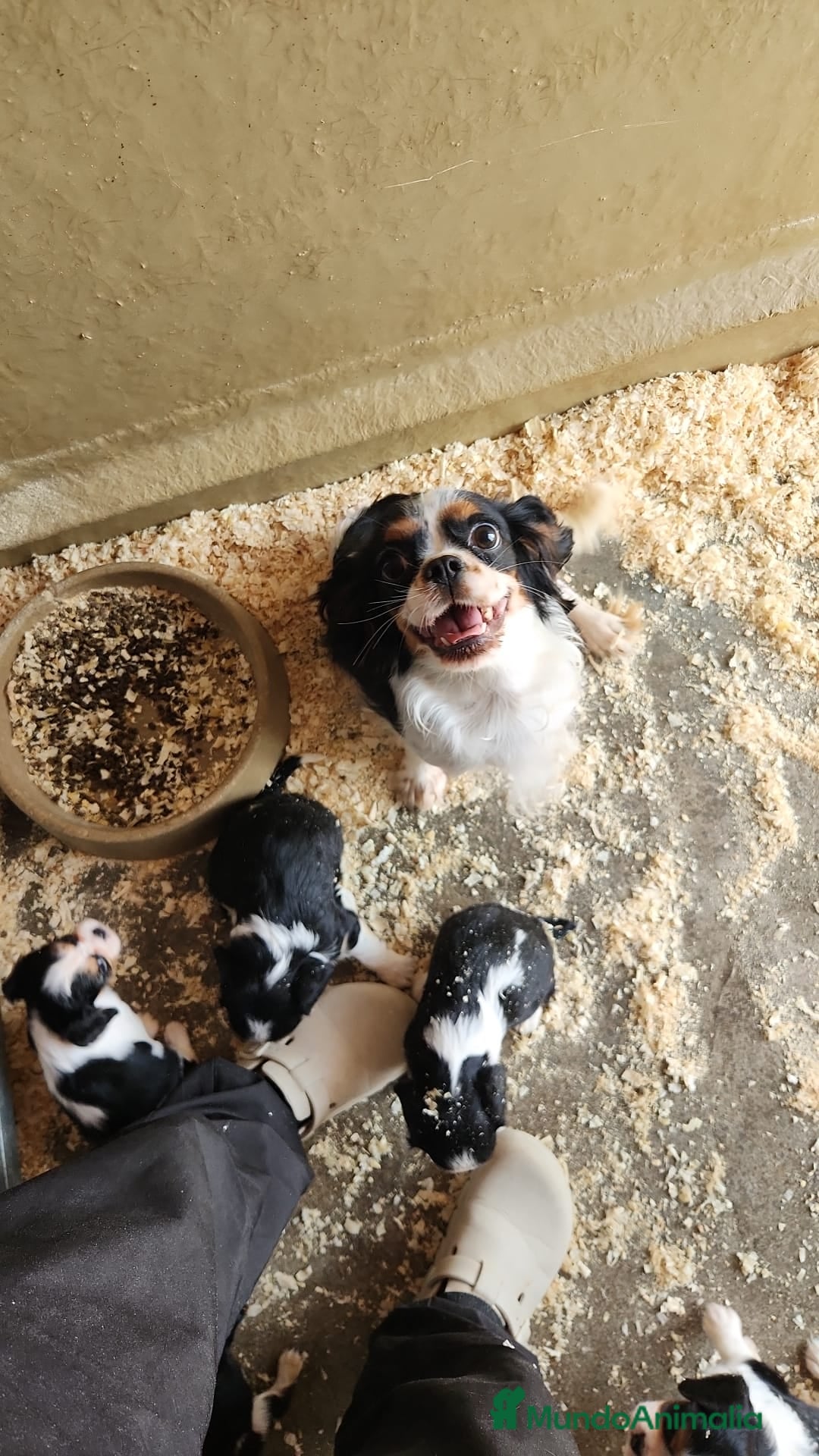 Cavalier King Charles Spaniel perros en venta: CAVALIER DISPONIBLES - Imagen 13