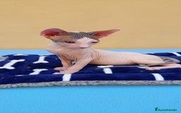 Sphynx gatos en venta: Machito  - Imagen 2