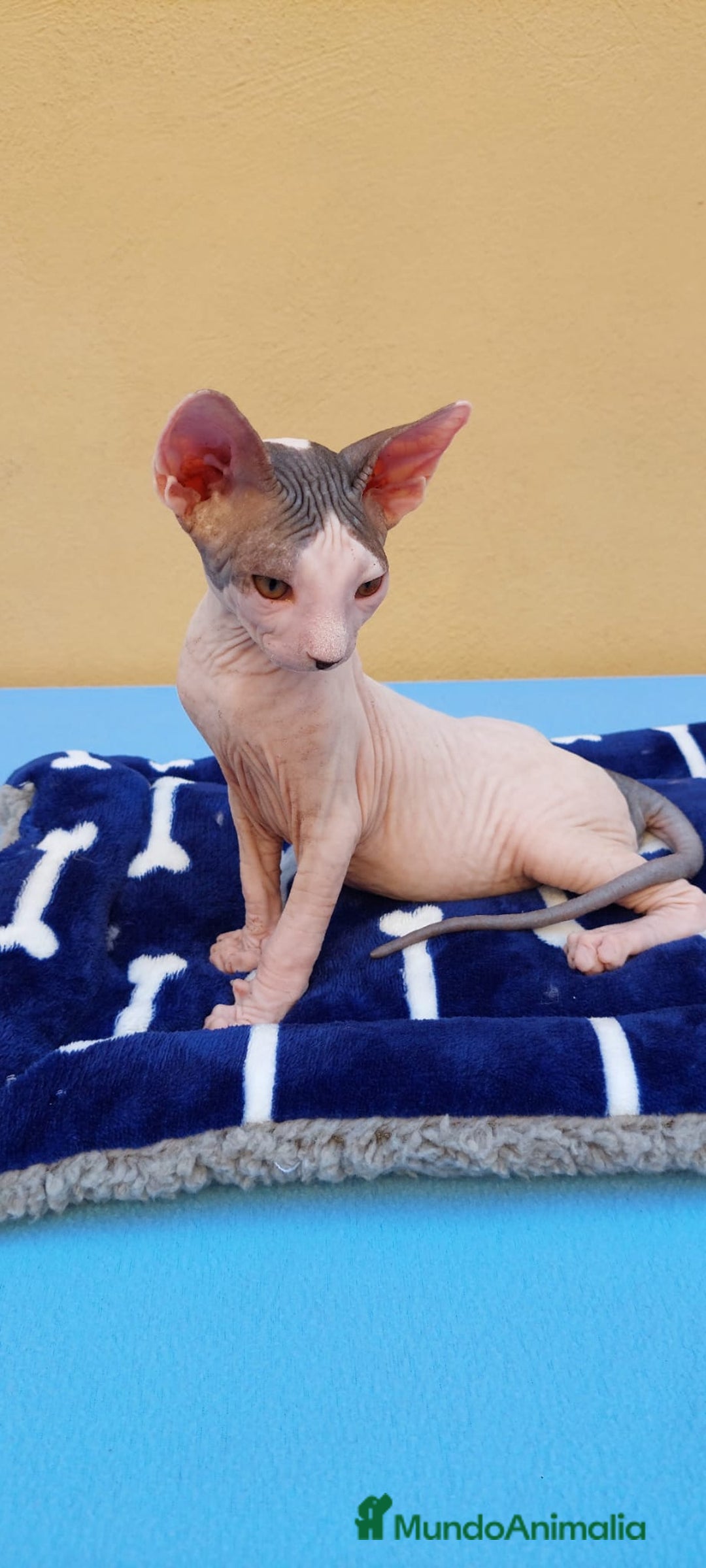 Sphynx gatos en venta: Machito  - Imagen 2