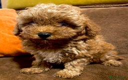 Caniche Enano perros en venta: Preciosos Caniches  - Imagen 2