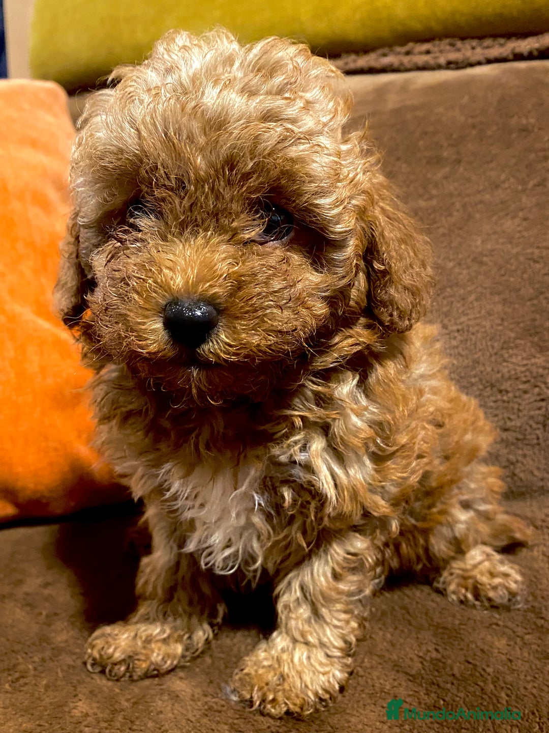 Caniche Enano perros en venta: Preciosos Caniches  - Imagen 2