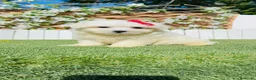 Bichón Maltés perros en venta: BICHON MALTES - Anuncio 5