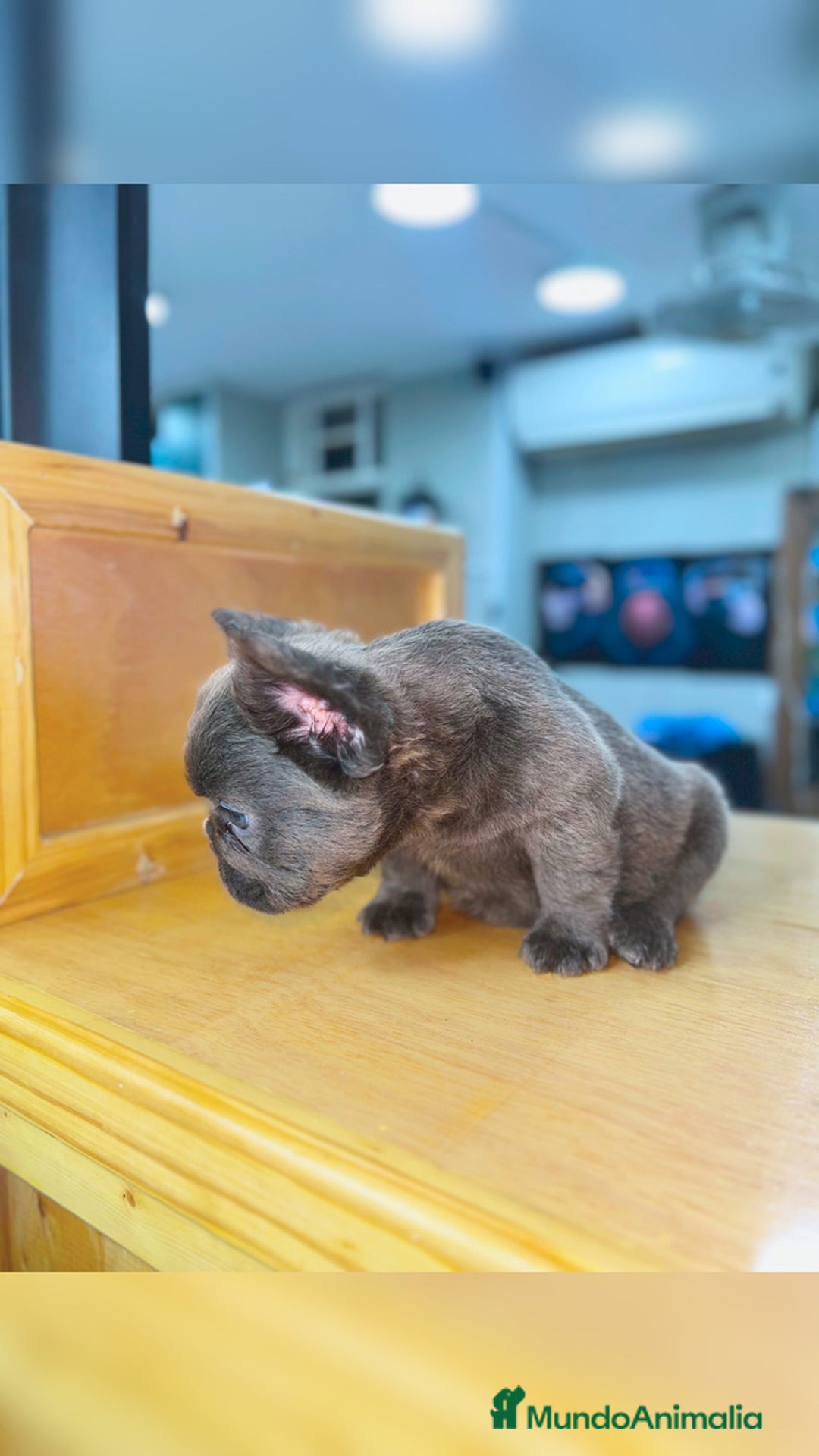 Bulldog Francés perros en venta: Bulldog francés puppy exoticos  - Anuncio 3