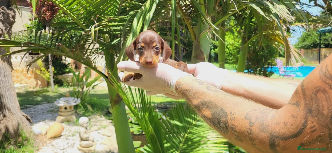 Teckel Miniatura perros en venta: Preciosos teckels mini kanichen, varios colores!! - Anuncio 1