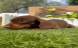 Teckel perros en venta: TECKEL HEMBRA CHOCOLATE MINIATURA  - Imagen 17