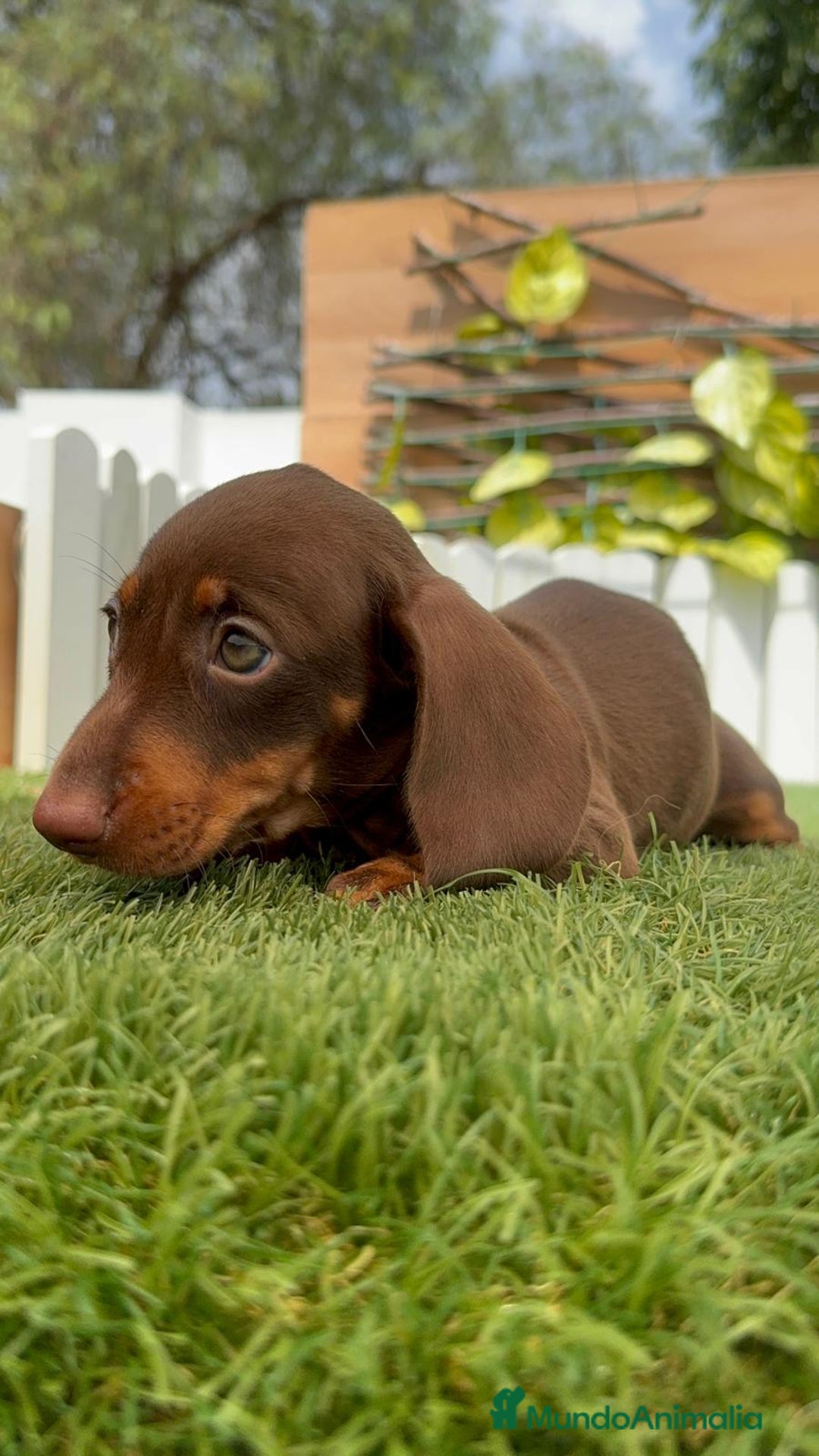 Teckel perros en venta: TECKEL HEMBRA CHOCOLATE MINIATURA  - Imagen 17