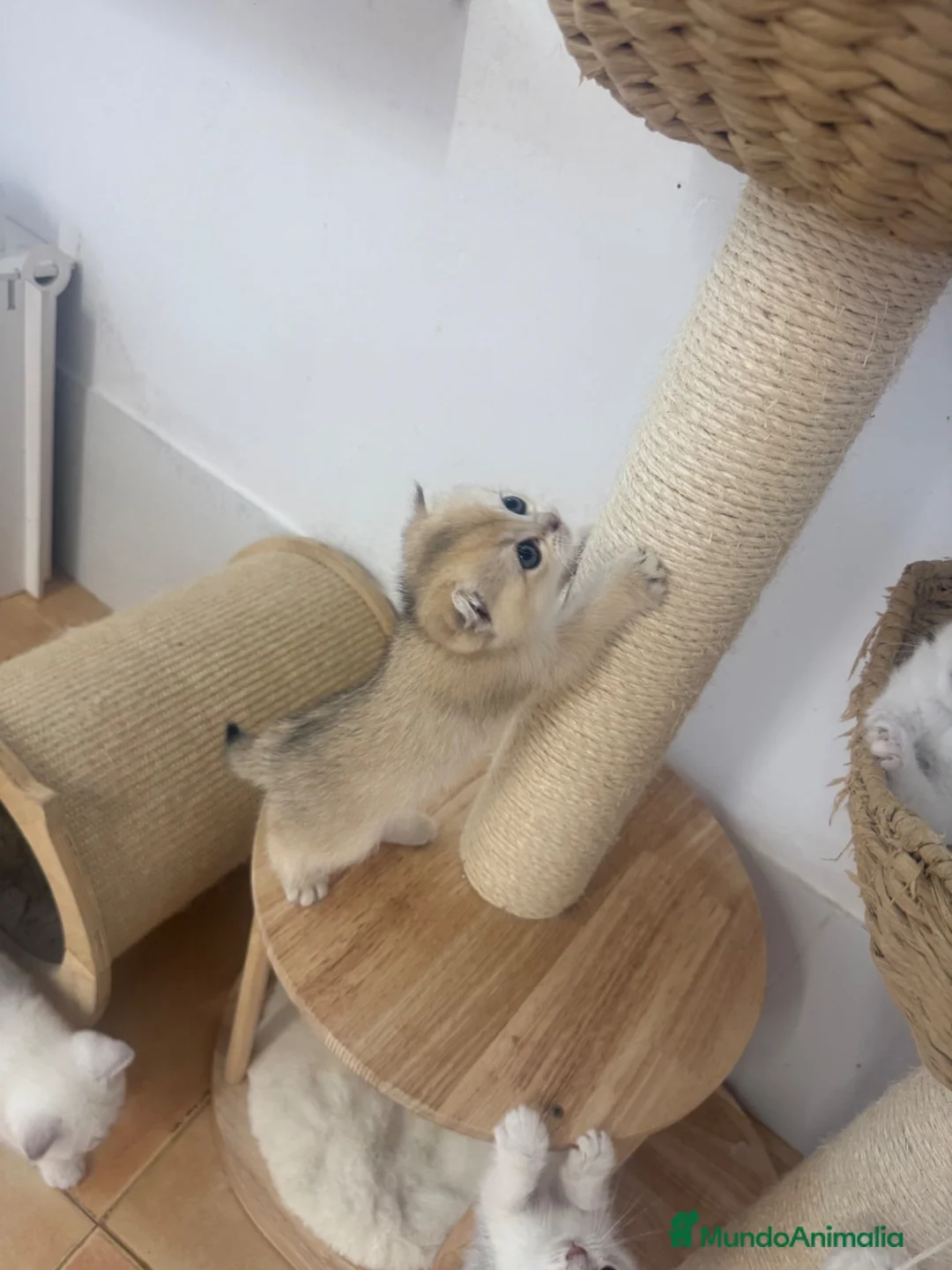 Scottish Fold gatos en venta: Scottish fold - Anuncio 2