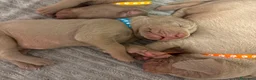Braco Alemán de Pelo Corto perros en venta: Braco de Weimar  - Anuncio 4