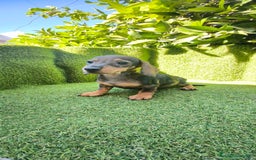 Teckel Miniatura perros en venta: teckel miniatura arlequin - Imagen 4