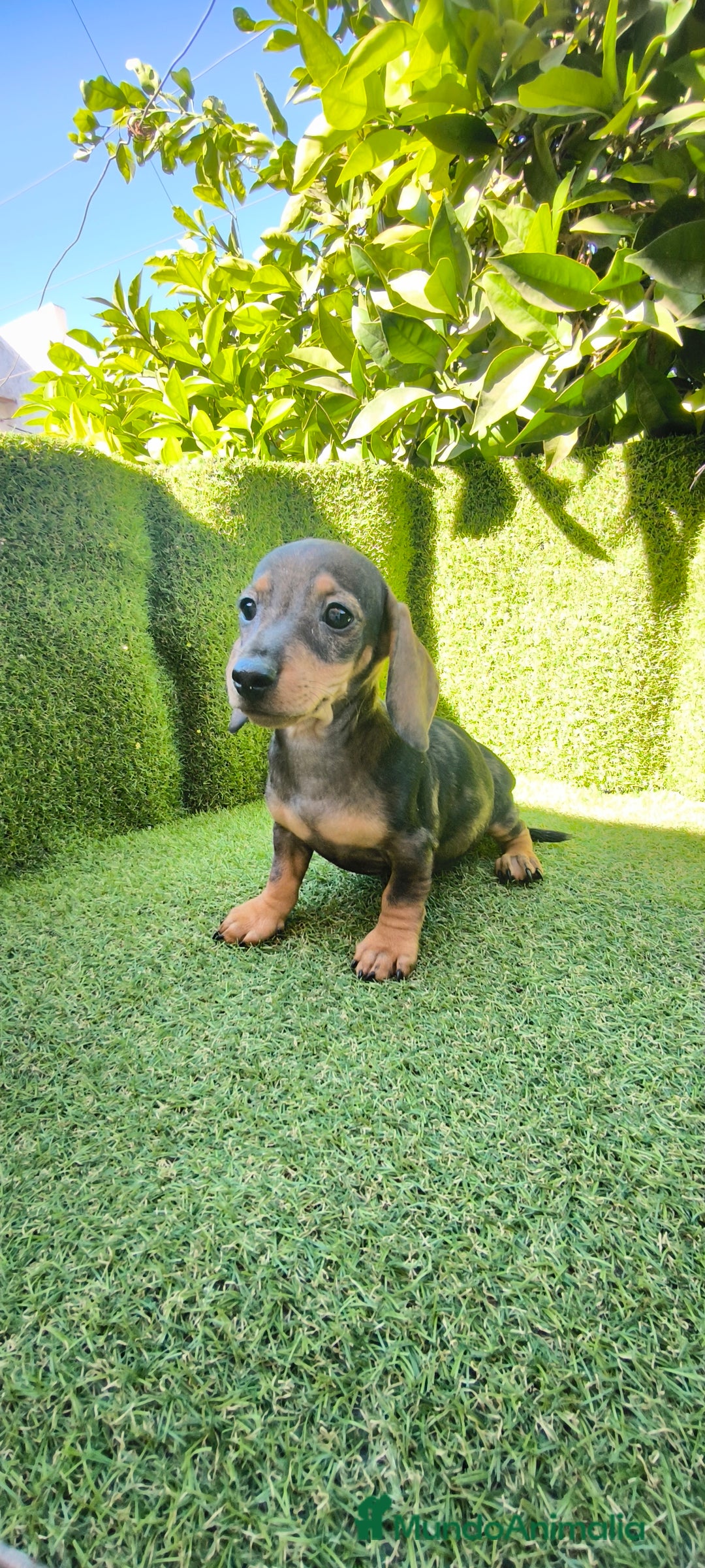 Teckel Miniatura perros en venta: teckel miniatura arlequin - Imagen 4