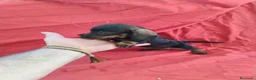 Teckel Miniatura perros en venta: Cachorra teckel negro y fuego miniatura  - Anuncio 3