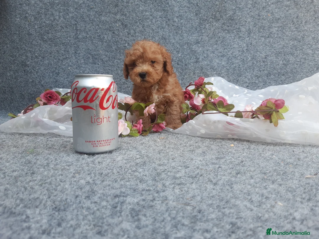 Caniche Toy perros en venta: PRECIOSOS CANICHE  ROJO LINEA TOY  - Anuncio 1