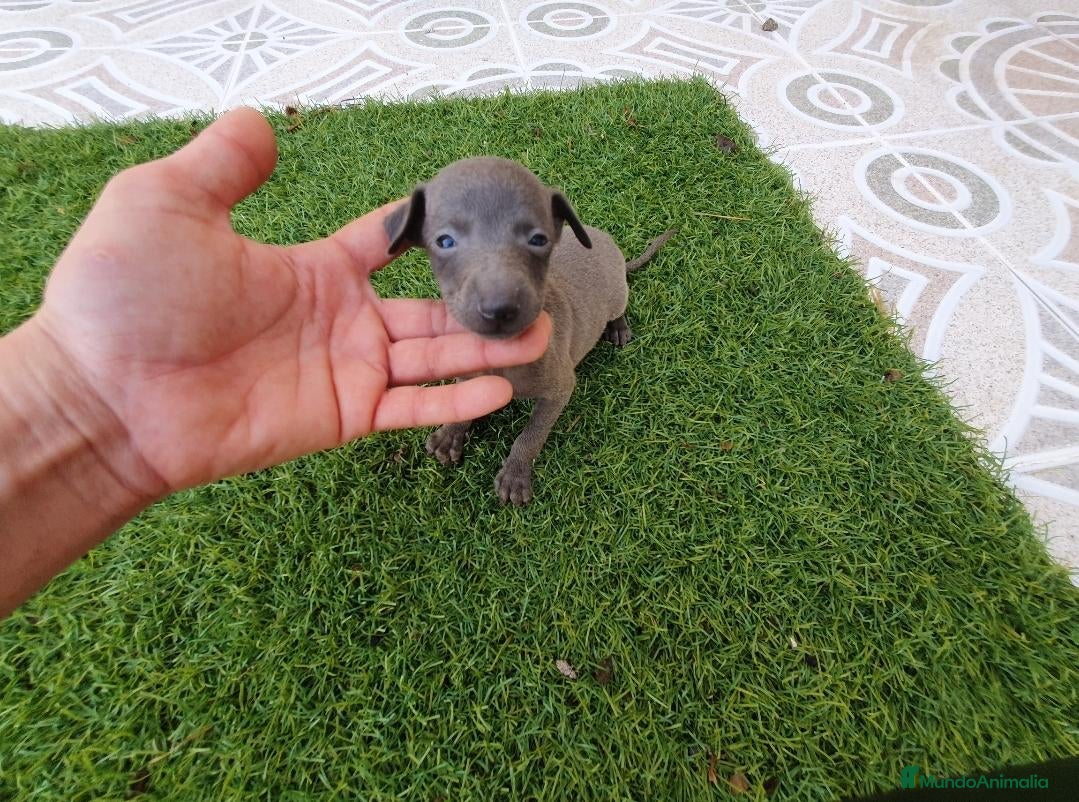 Pequeño Lebrel Italiano perros Galgos Italianos Blue  - Anuncio 1