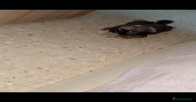Shih Tzu perros - Anuncio 5