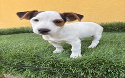 Jack Russell Terrier perros en venta: Macho de Jack Russell Terrier  - Imagen 8