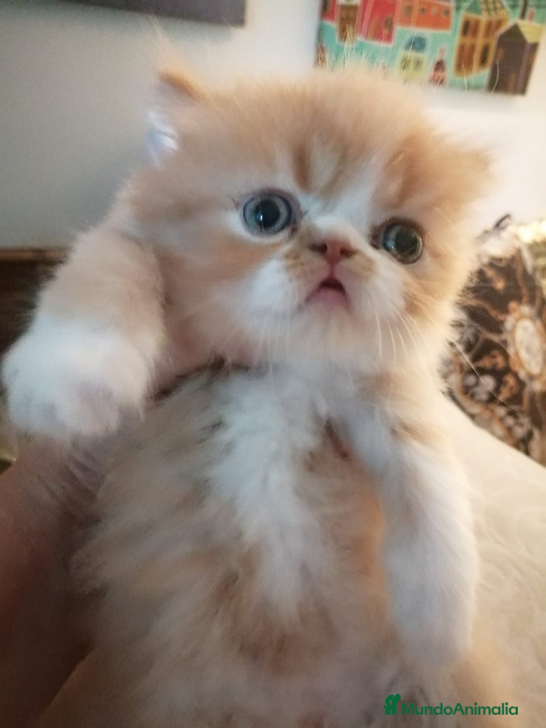Persa gatos en venta: Persa Exótico Hembra - Imagen 4