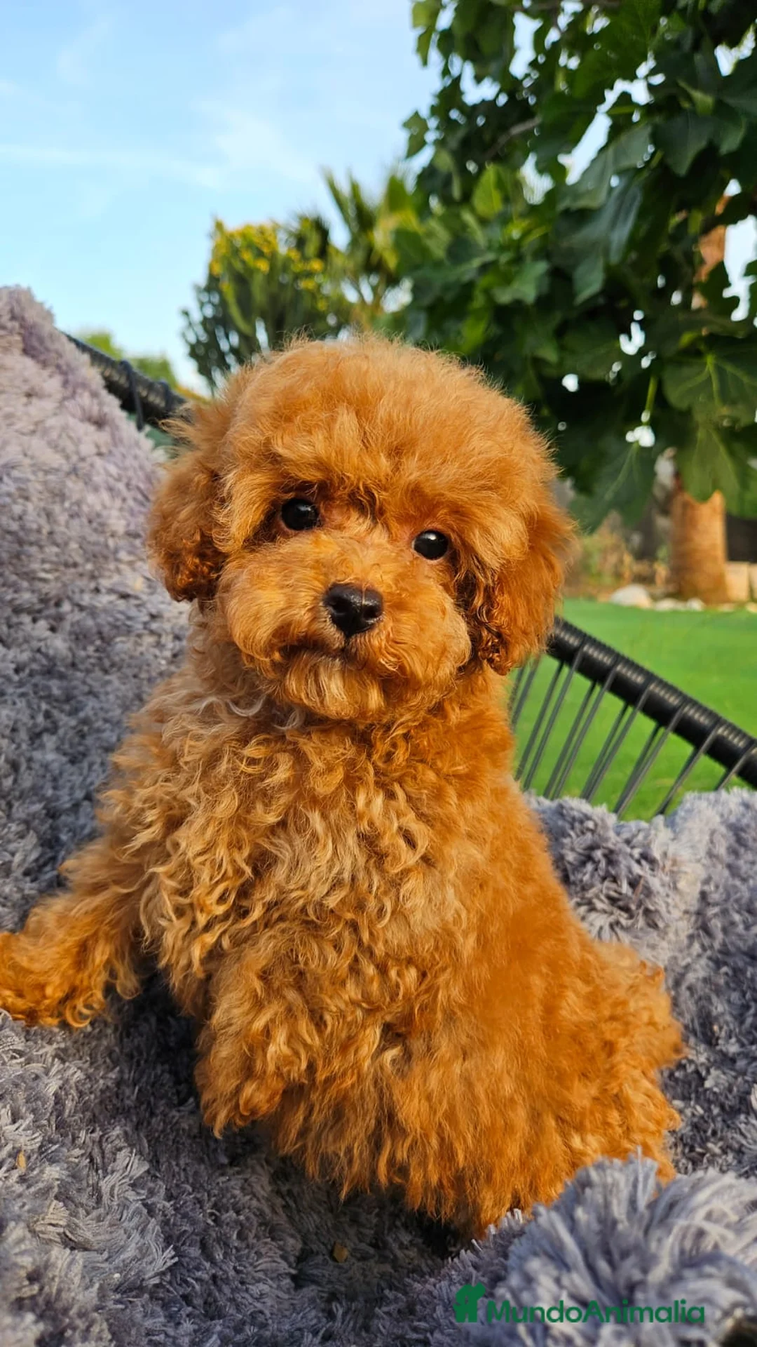 Caniche Toy perros en venta: CANICHE TOY DIMINUTOS en Málaga - Anuncio 7