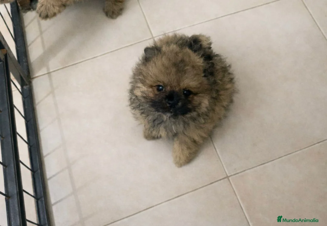 Pomerania perros en venta: Lulu pomerania  en Barcelona - Anuncio 8