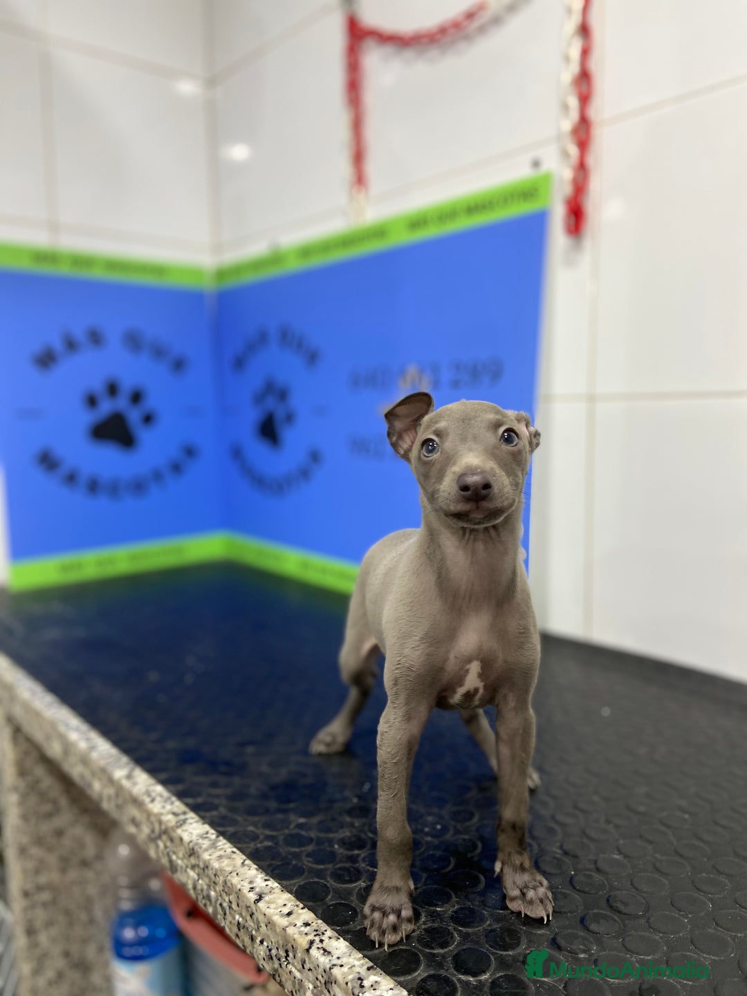 Pequeño Lebrel Italiano perros en venta: Cachorros Piccolo Italiano 650€ ¡PRECIO REAL! - Imagen 3