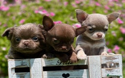 Chihuahua perros en venta: PRECIOSOS CHIHUAHUAS RUSOS CABEZA DE MANZANA - Imagen 1
