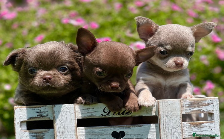 Chihuahua perros - Anuncio 1
