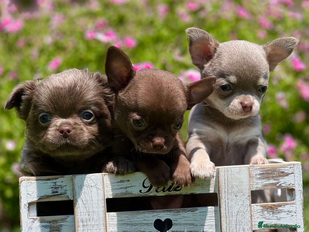 Chihuahua perros en venta: PRECIOSOS CHIHUAHUAS RUSOS CABEZA DE MANZANA - Imagen 1