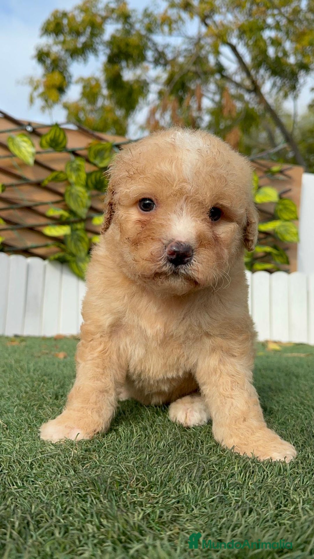 Perro de Agua Español perros en venta: PERRO DE AGUA ESPAÑOL - Anuncio 9