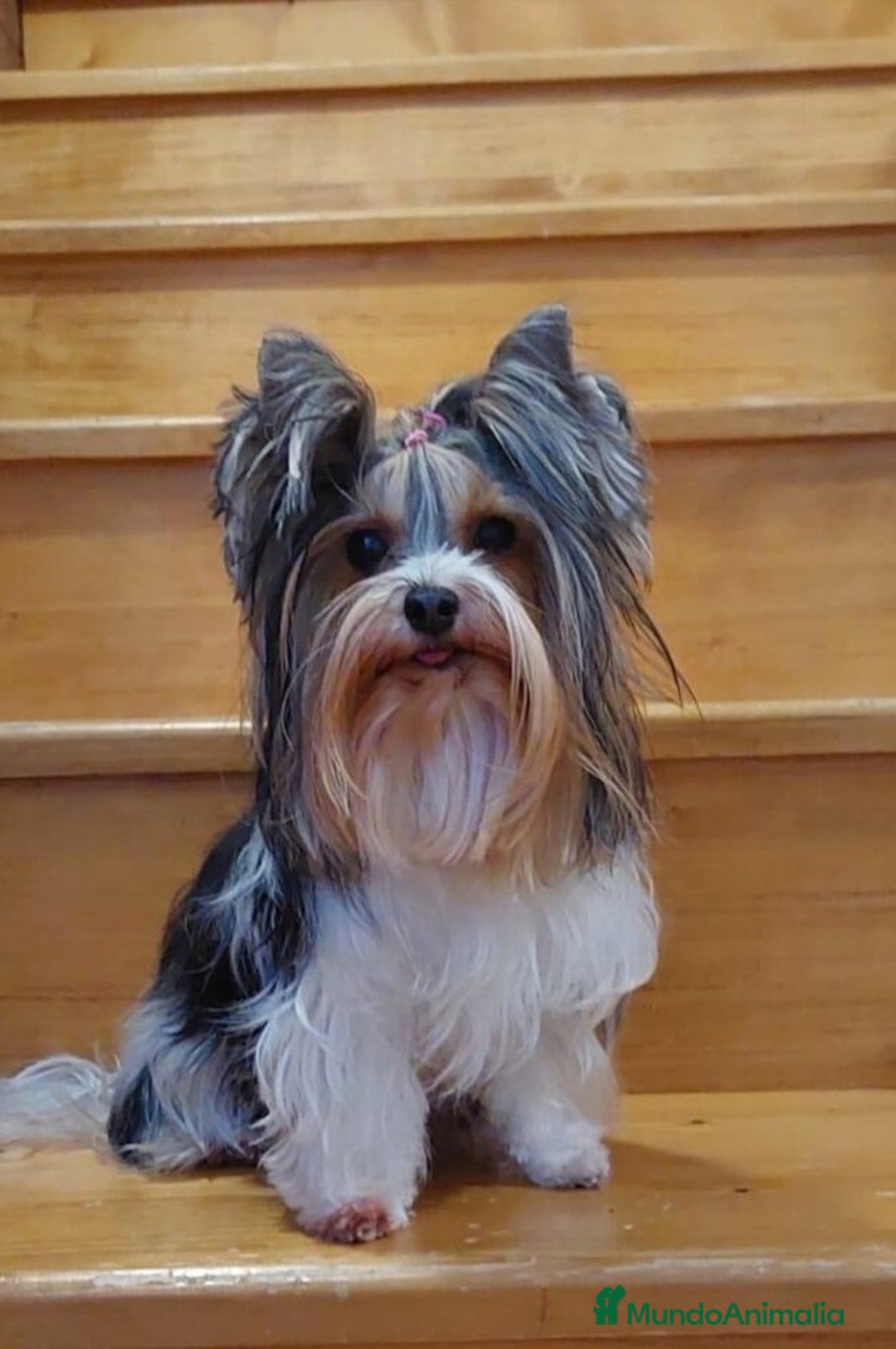 Biewer Yorkshire Terrier a la Pom Pon perros en venta: Hembrita yorkshire biewer micro/toy - Anuncio 2