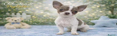 Chihuahua Cachorro 1