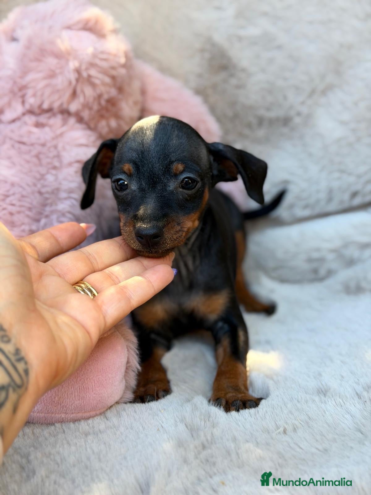 Pinscher Miniatura perros Hembra mini pinscher🩷🐾 - Anuncio 1