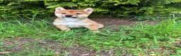 Shiba Inu perros en venta: Shiba Inu hembra disponible  - Anuncio 7