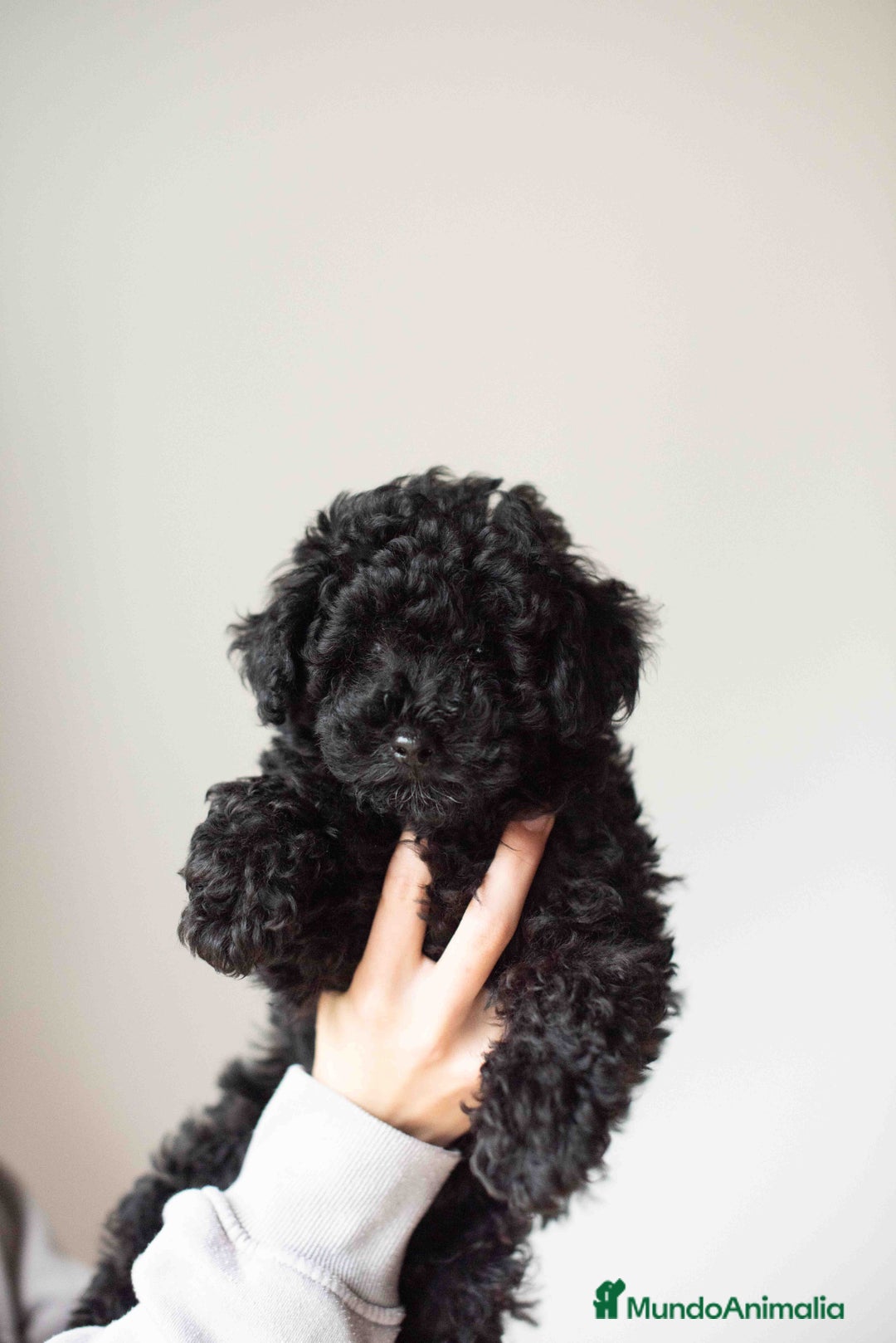 Caniche Toy perros en venta: Caniche toy negro - Anuncio 9