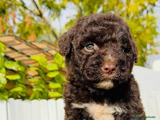 Perro de Agua Español perros PERRO DE AGUA ESPAÑOL - Anuncio 1