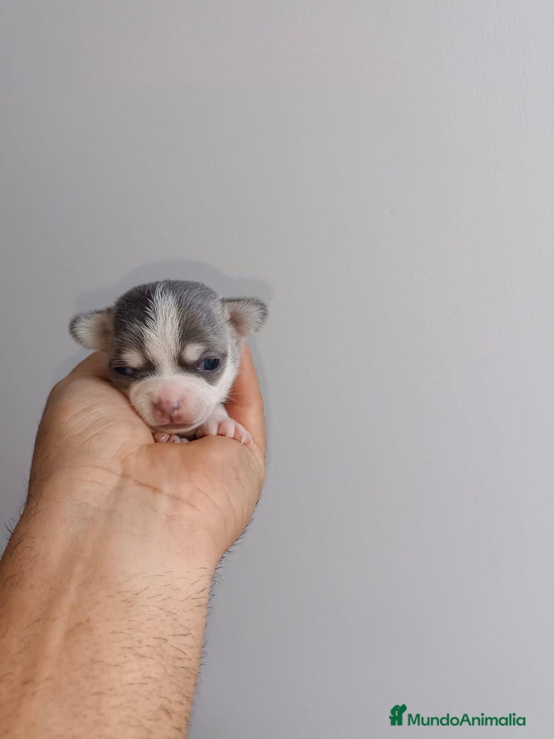 Chihuahua perros en venta: Chihuahua mini toy  - Imagen 7