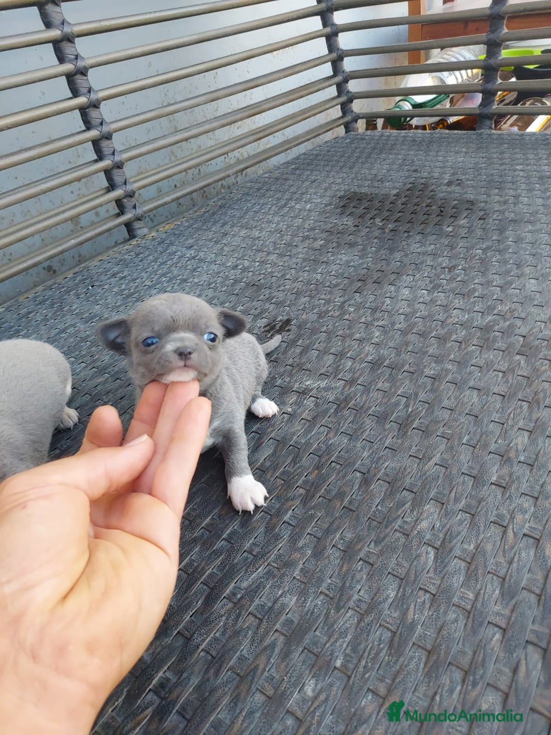 Chihuahua perros en venta: preciosos chihuahua linea rusa  - Anuncio 3