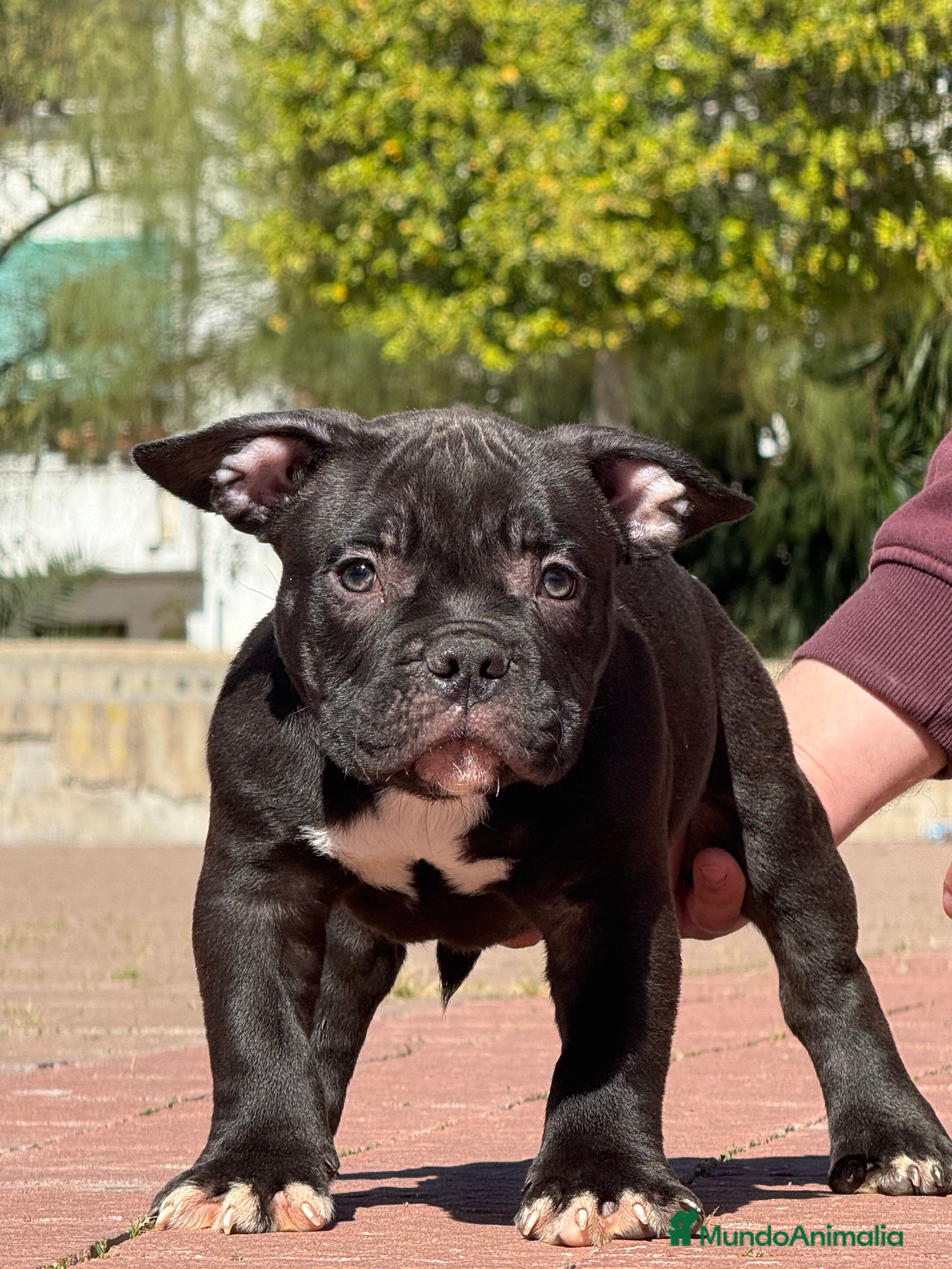 American Bully perros Cachorros de American Bully  - Anuncio 1