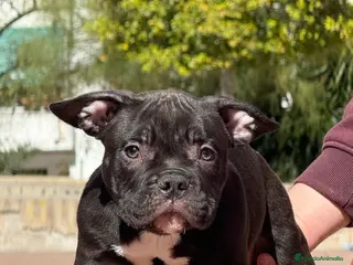 American Bully perros Cachorros de American Bully - Anuncio 1