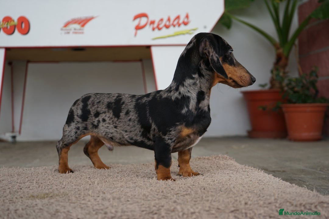 Teckel perros en venta: 🐾 Gregorio y Bongo – Teckel únicos 🐾 - Imagen 4