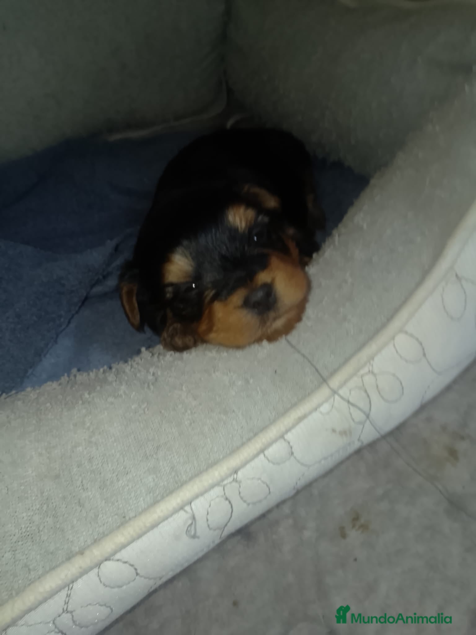 Yorkshire Terrier perros Yorkshire Terrier  - Anuncio 1