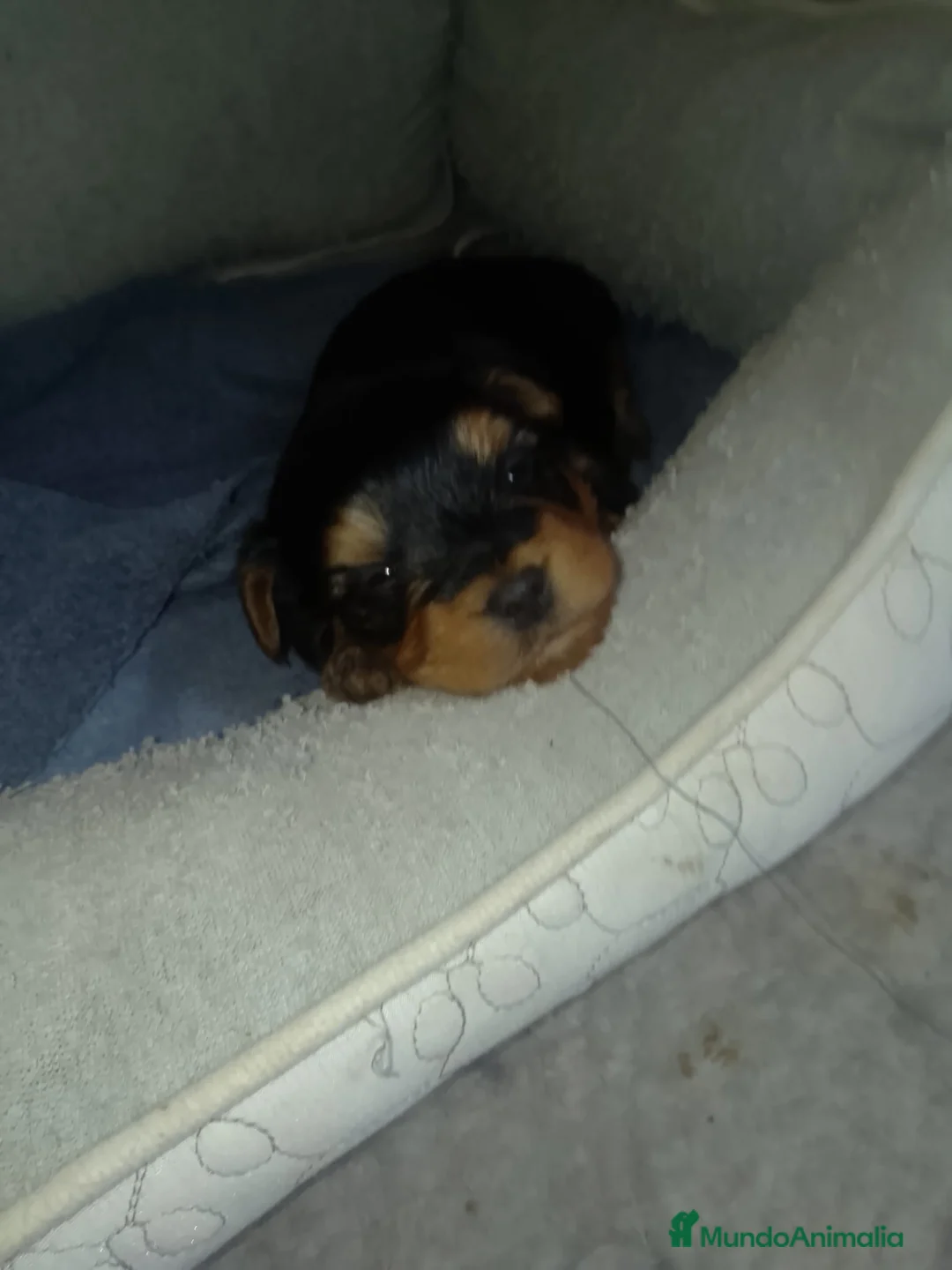 Yorkshire Terrier perros en venta: Yorkshire Terrier  - Anuncio 1