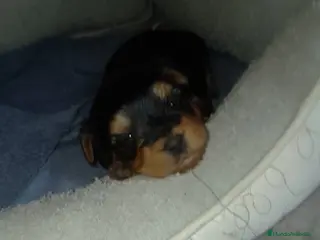 Yorkshire Terrier perros Yorkshire Terrier - Anuncio 6