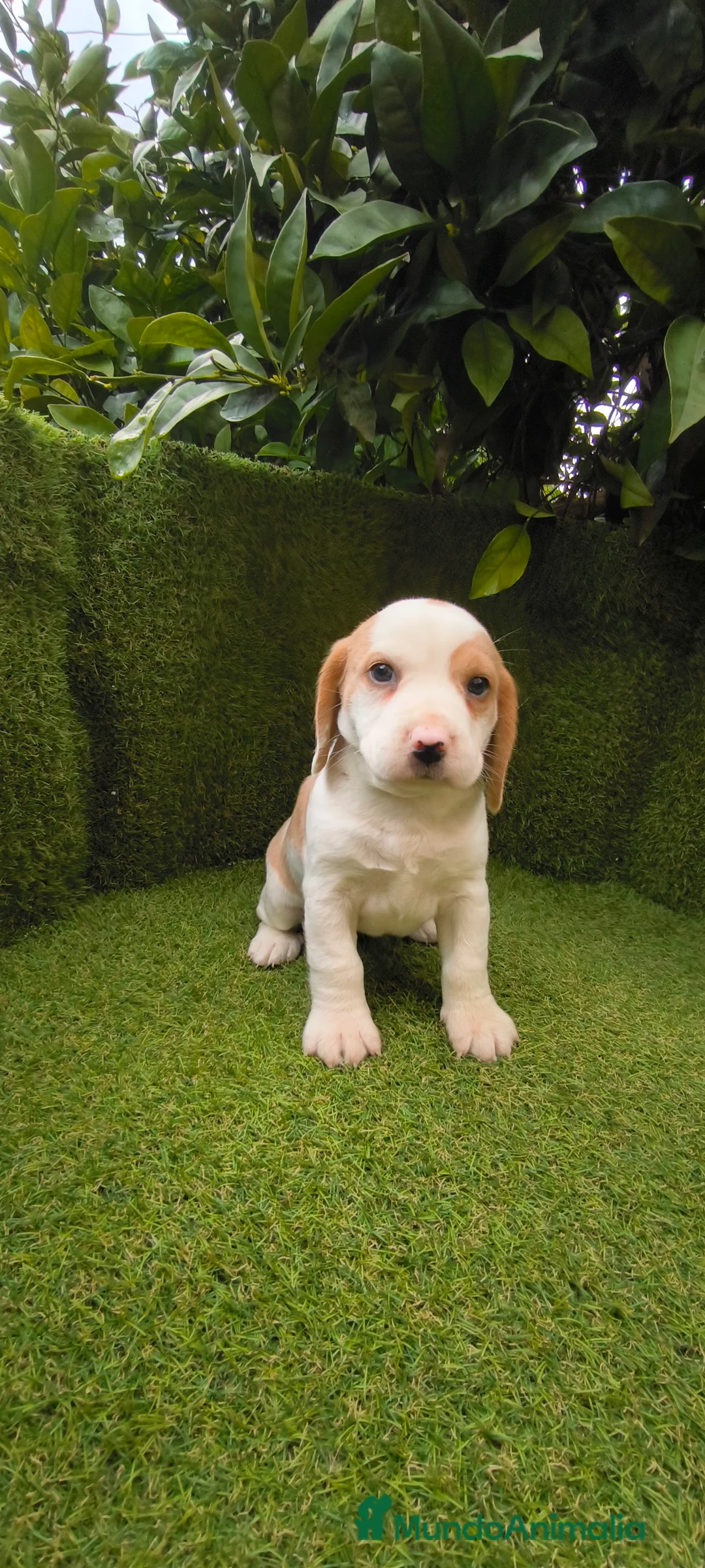 Beagle perros en venta: Beagles tricolor y bicolor  - Anuncio 11