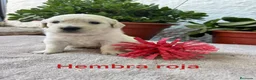 Golden Retriever perros en venta: Golden Retriever - Anuncio 5