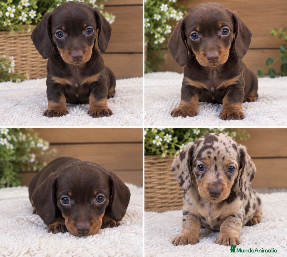 Teckel Miniatura perros Teckels miniatura de capricho - Anuncio 1