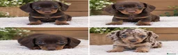 Teckel Miniatura perros en venta: Teckels miniatura de capricho - Anuncio 1