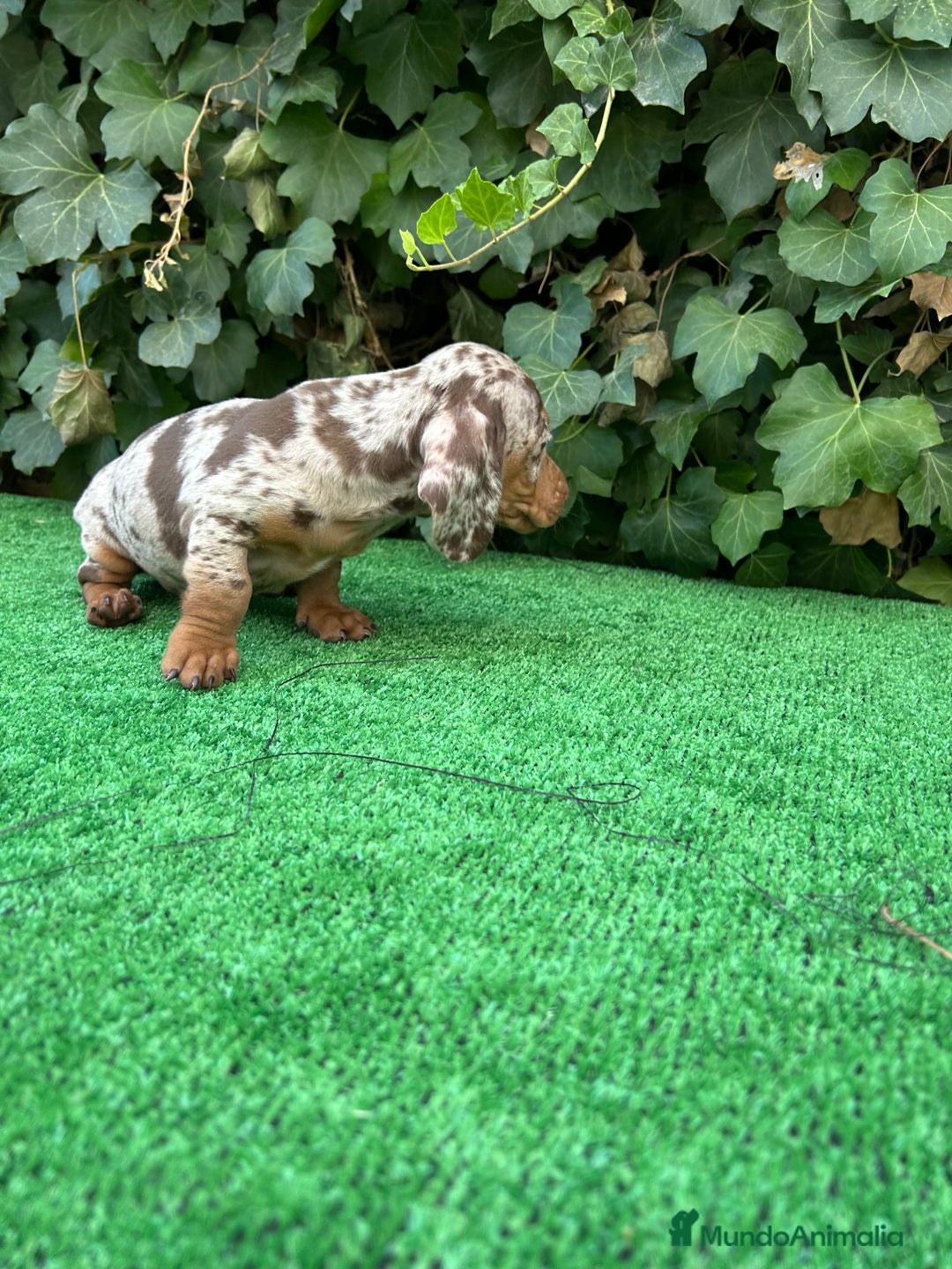 Teckel Miniatura perros en venta: teckel arlequin chocolate  - Imagen 7