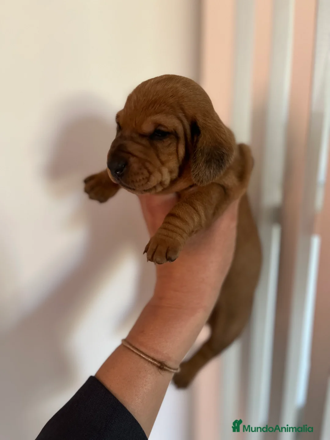 Teckel perros en venta: Magníficos Teckel miniatura 601144783 en Valencia - Anuncio 11