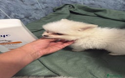 Pomerania perros en venta: Lulu pomerania mini toy  - Imagen 10